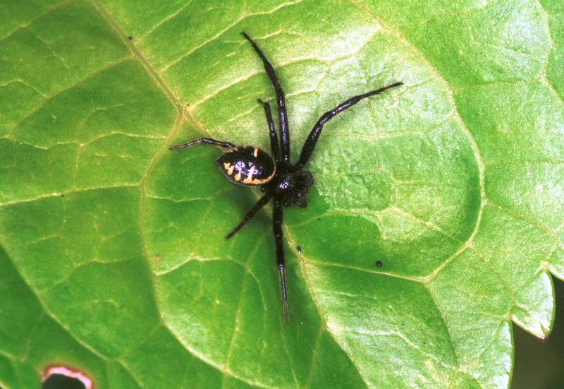 Synaema_globosum_F2197_Z_85_Les Gris_Frankrijk.jpg